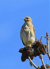 Red-shouldered Hawk